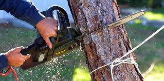 Best Tree Health Inspection  in Goliad, TX