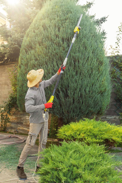 Best Lawn Maintenance Plans  in Goliad, TX